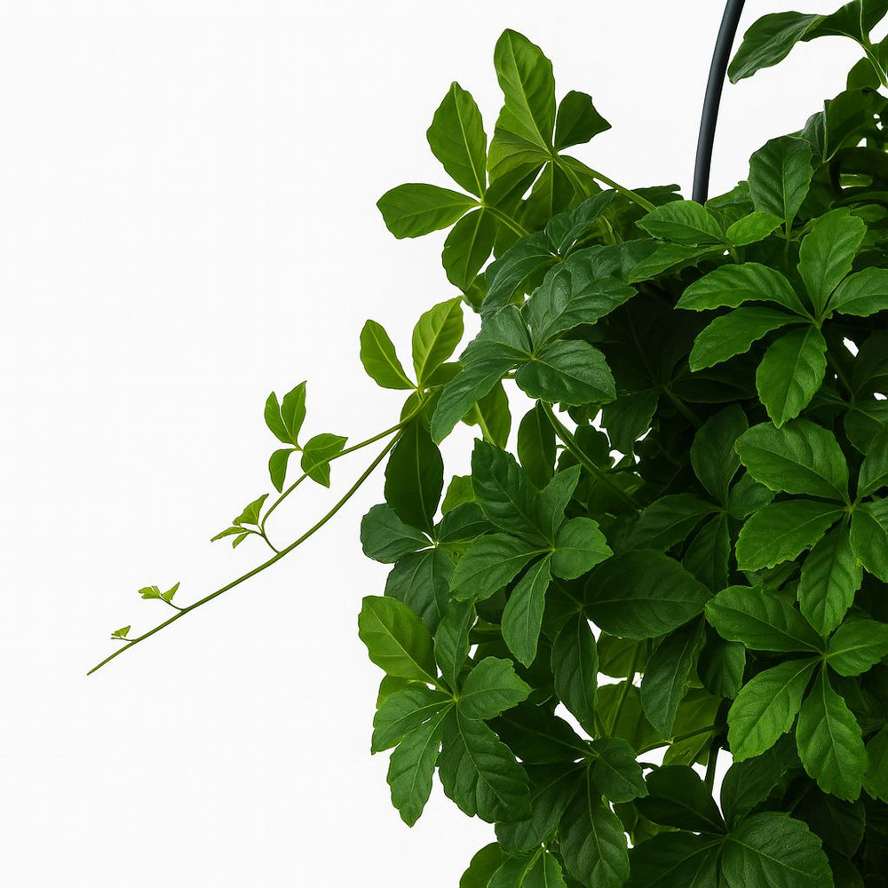 Parthenocissus Striatha hängend 15cm im 15cm Topf Nahaufnahme