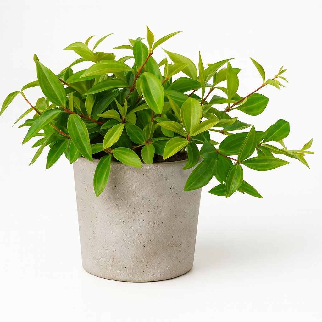 Peperomia Ang. Rocca Vivace - 15cm in einem modernen Studio mit modernem Topf