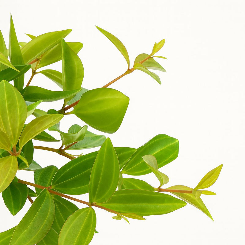 Peperomia Ang. Rocca Vivace Detail
