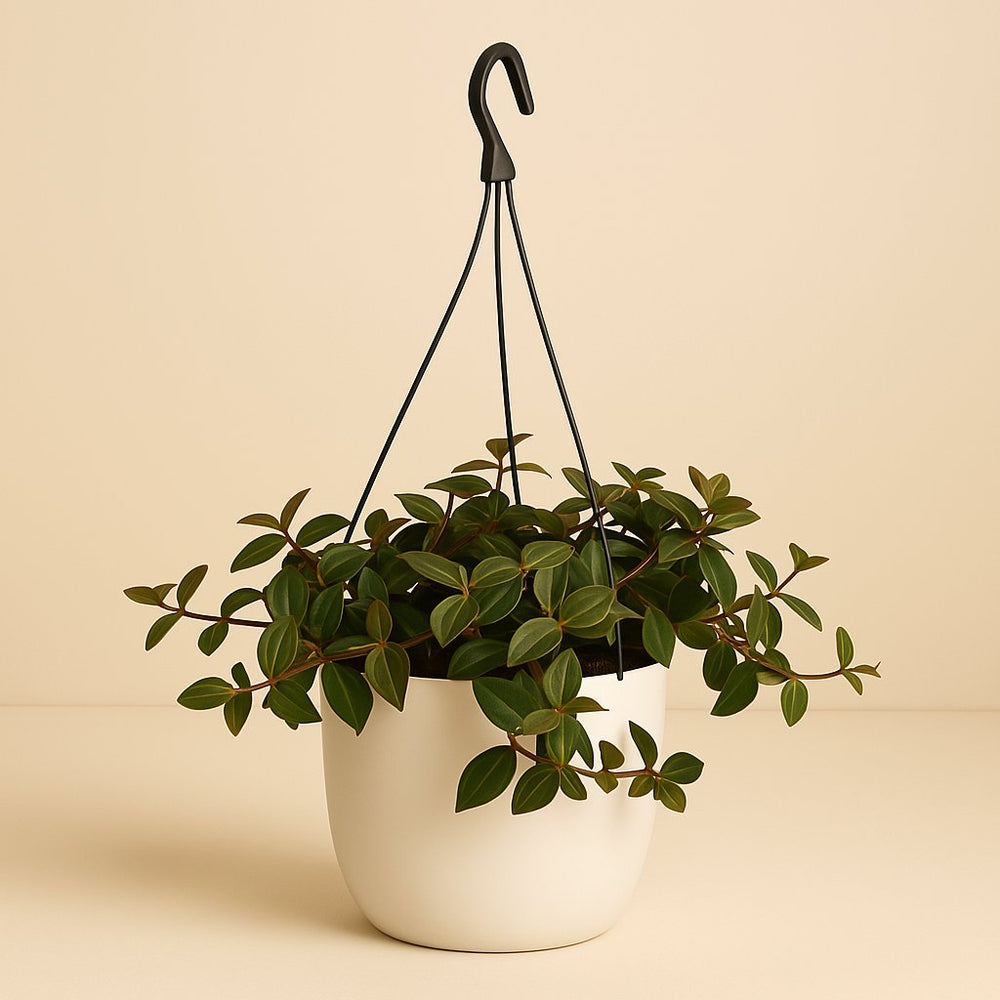 Peperomia Angulata Rocca Scuro 25cm im 15cm Topf
