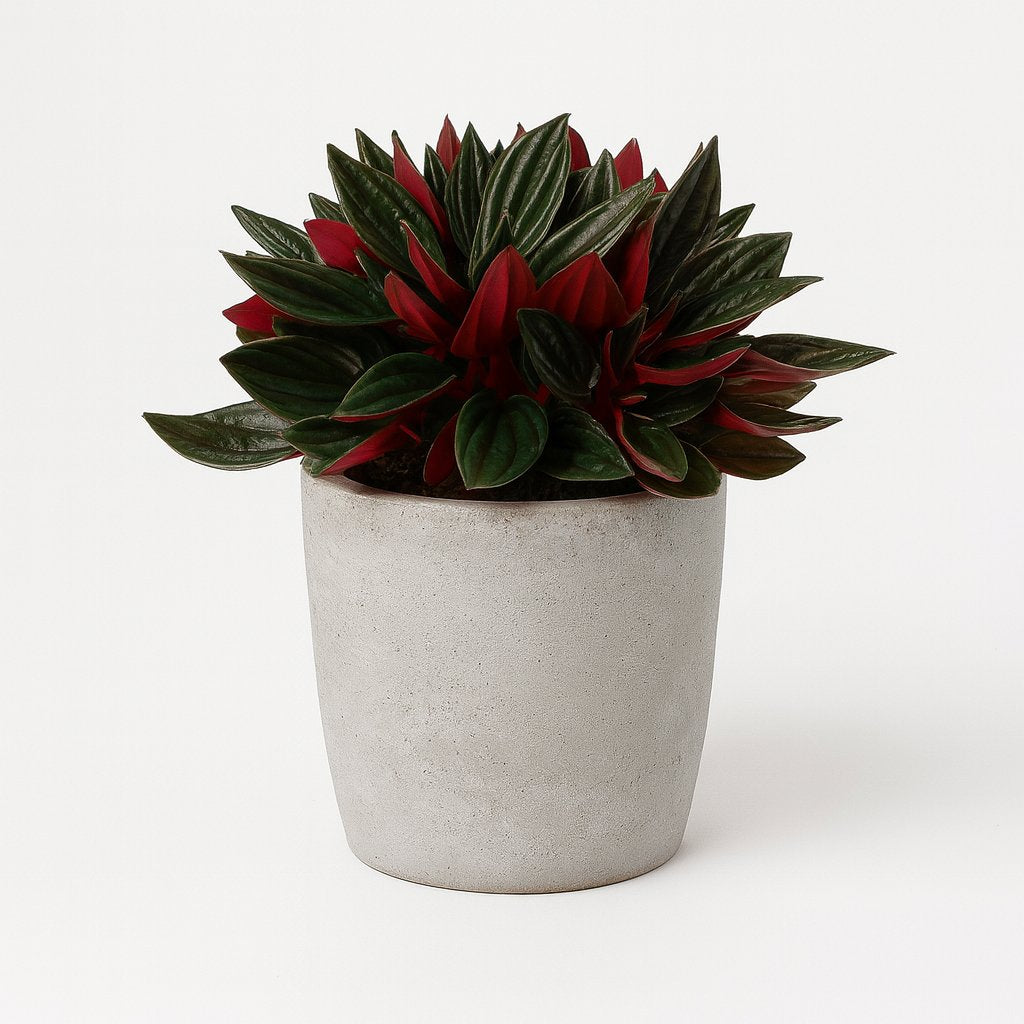Peperomia Caperata Rosso - 15cm in einem modernen Studio mit modernem Topf