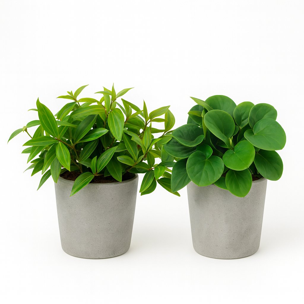 Peperomia Duo - 2 Stück - 15cm in einem modernen Studio mit modernem Topf