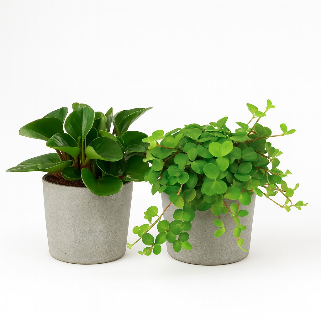 Peperomia Duo 1.0 - 2 Stück - 15cm in einem modernen Studio mit modernem Topf