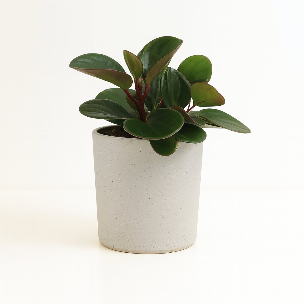Peperomia Obtipan - 15cm