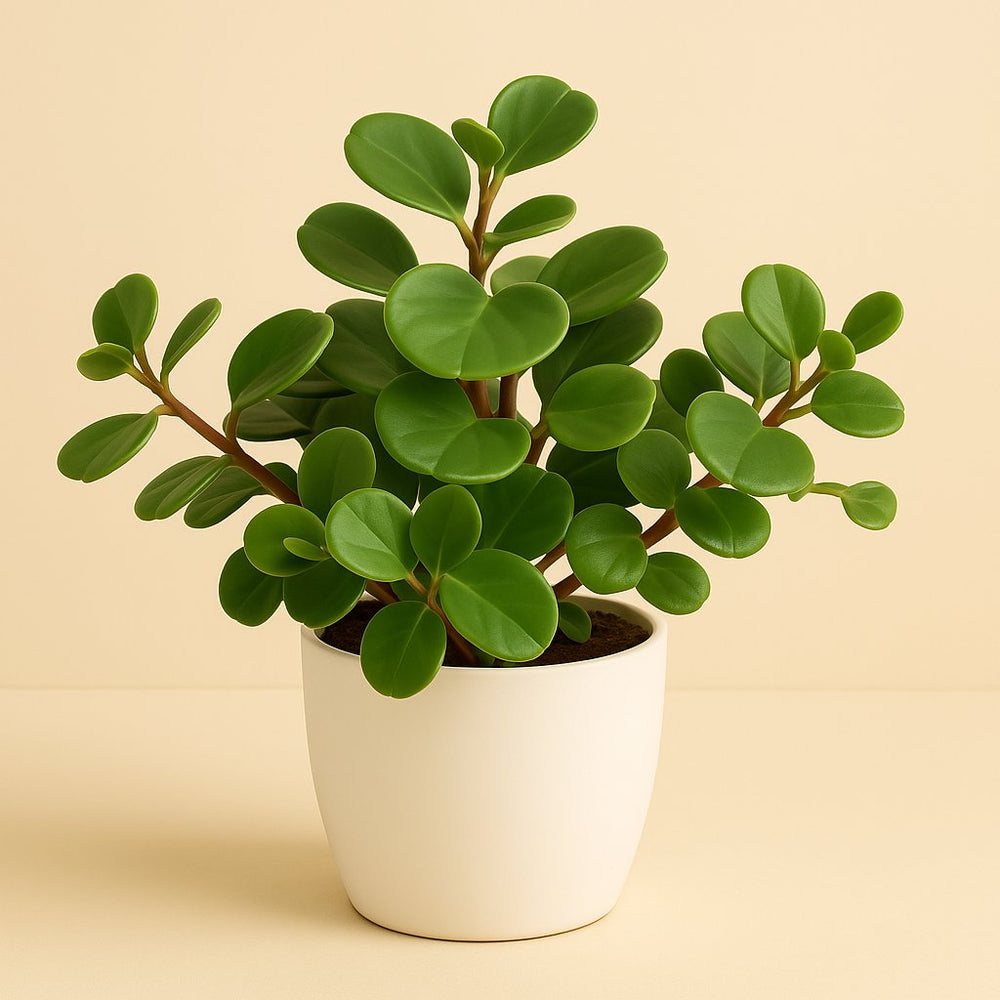 Peperomia Pecunifolia Pecunii 13cm im 11cm Topf