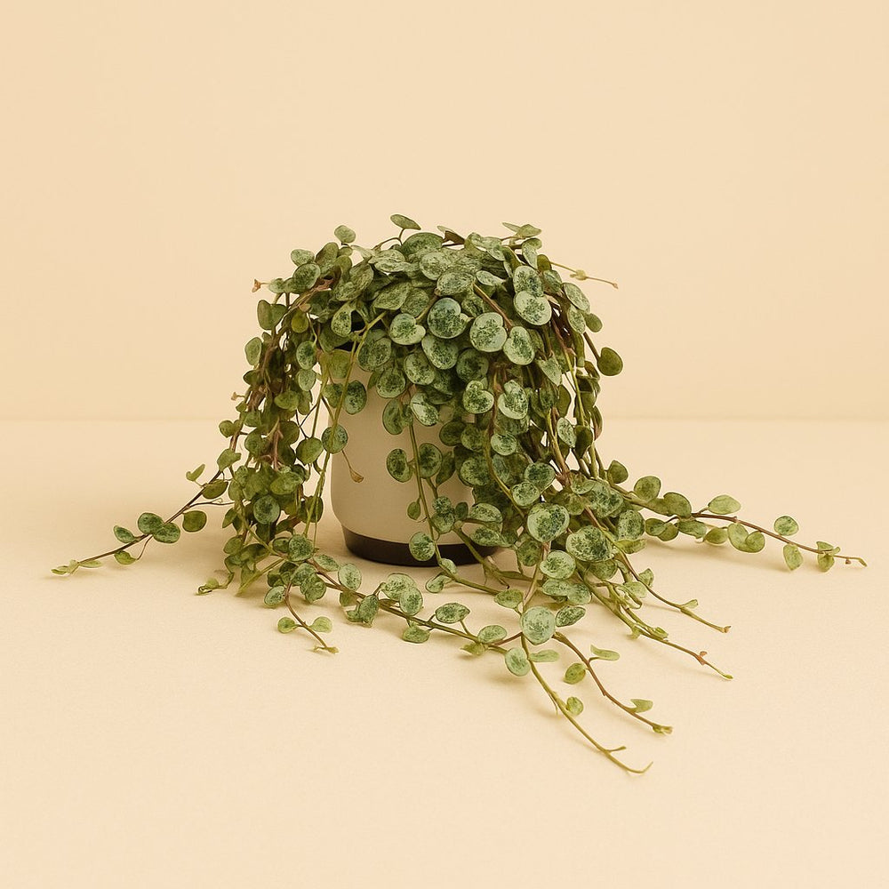 Peperomia Prostrata 15cm im 11cm Topf