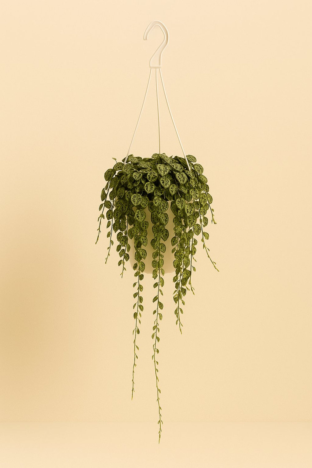 Peperomia Prostrata 20cm im 11cm Topf