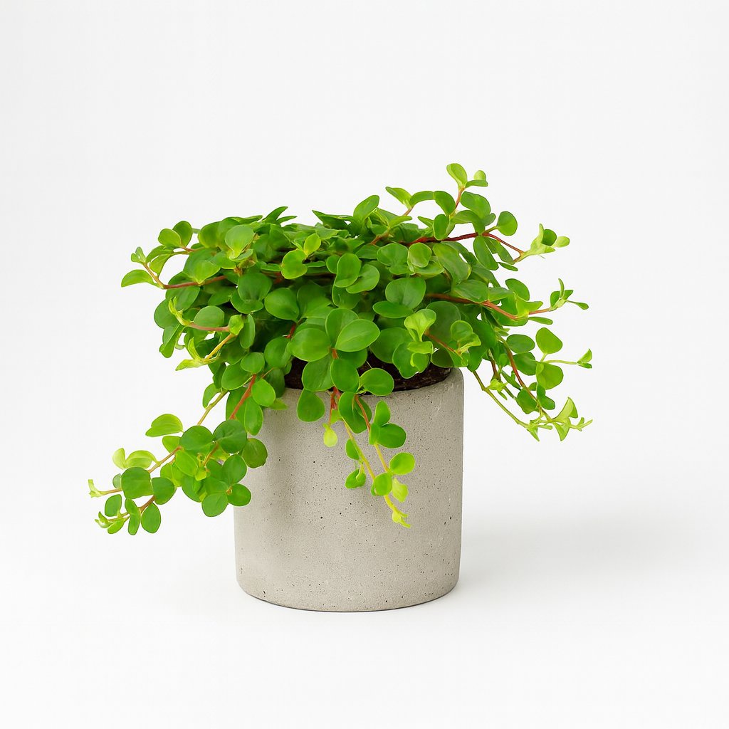 Peperomia Rotundifolia - 15cm in einem modernen Studio mit modernem Topf