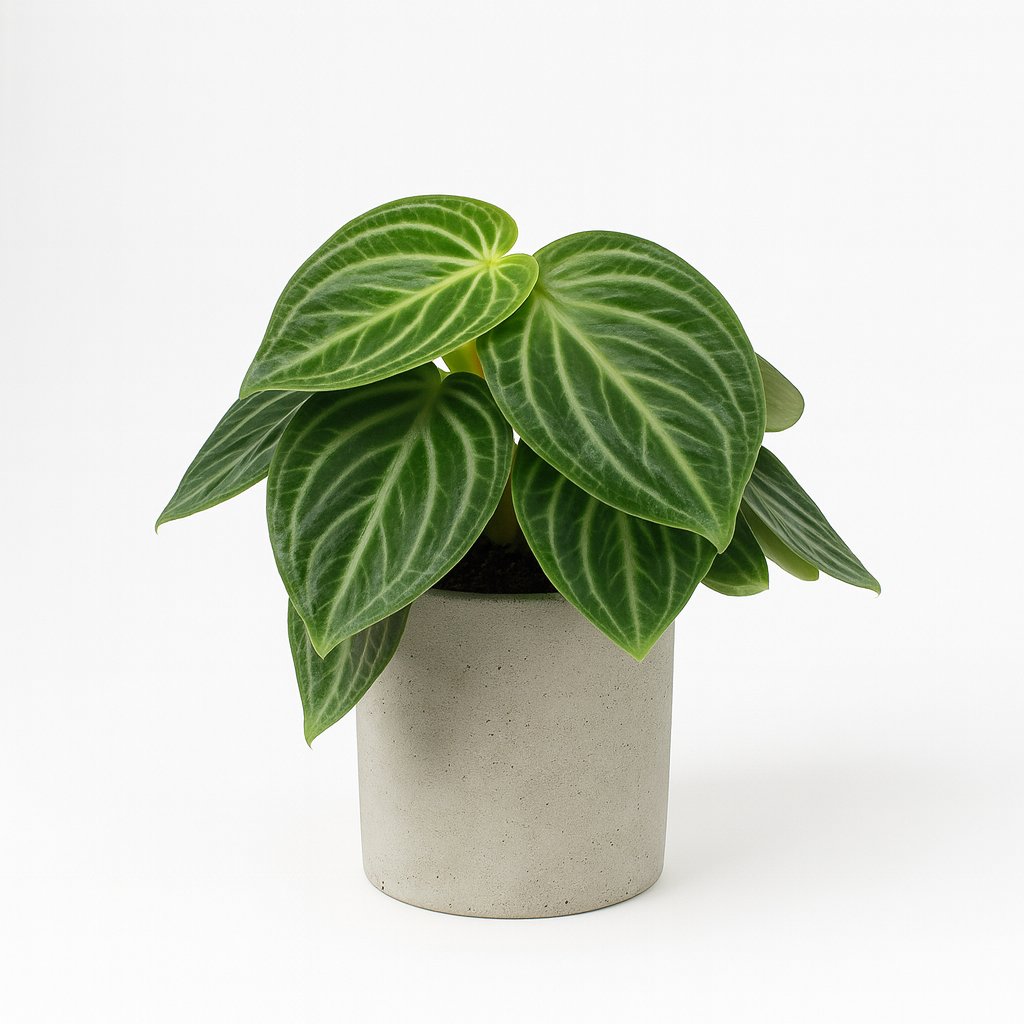 Peperomia Sarcophylla - 25cm in einem modernen Studio mit modernem Topf