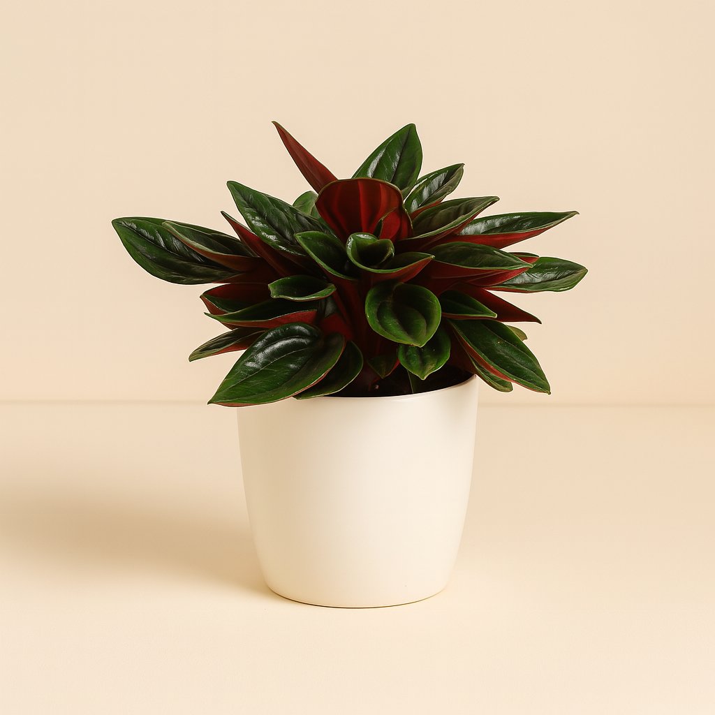Peperomia Caperata Rosso - 10cm in einem modernen Studio mit modernem Topf