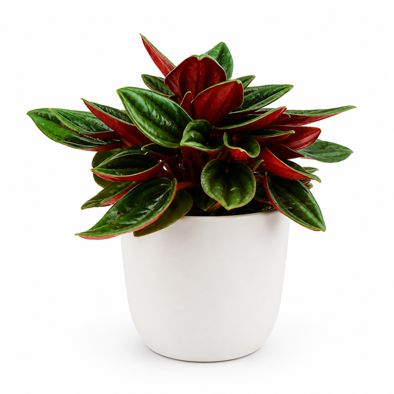 Peperomia Caperata Rosso Detail