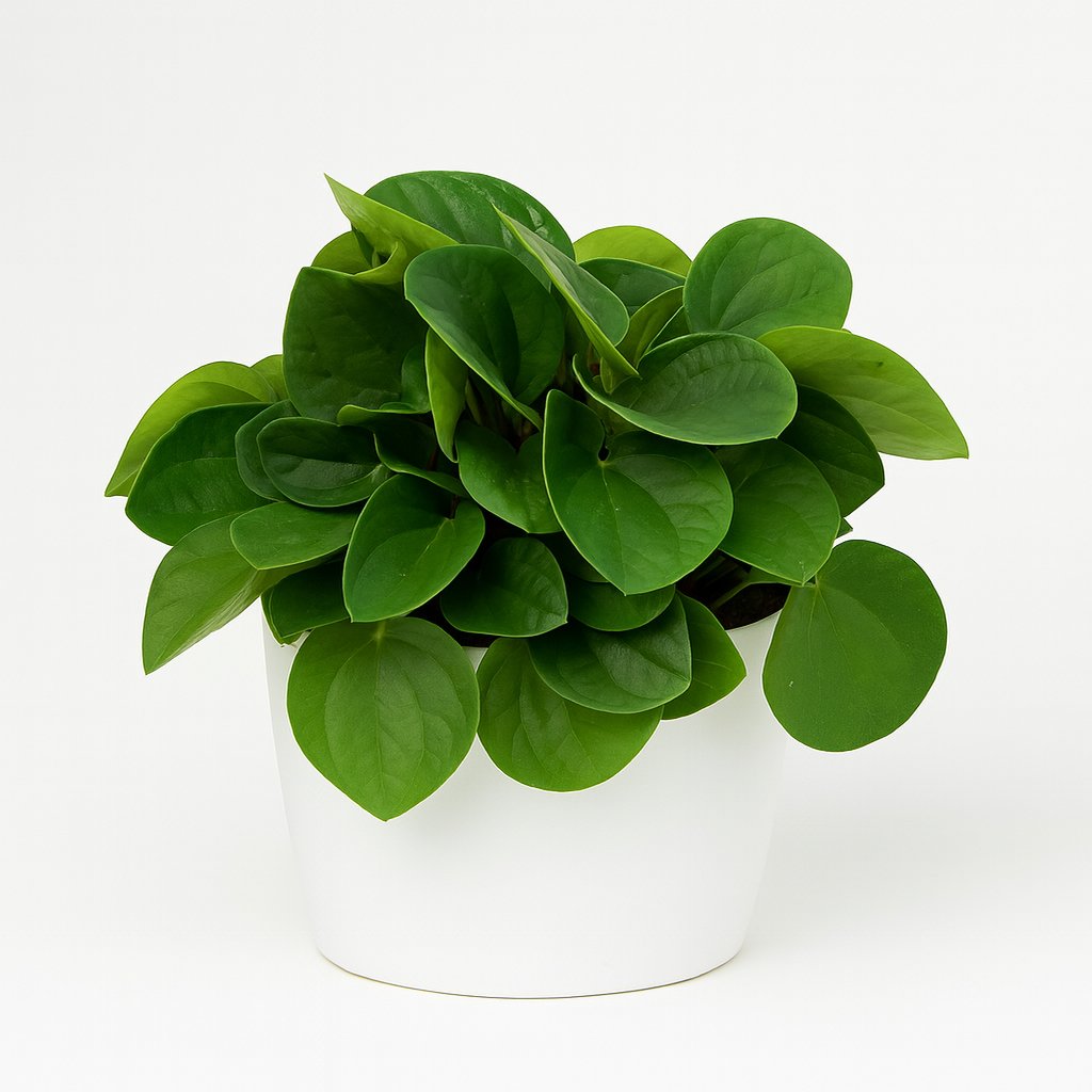 Peperomia Rana Verde - 15cm in einem modernen Studio mit modernem Topf