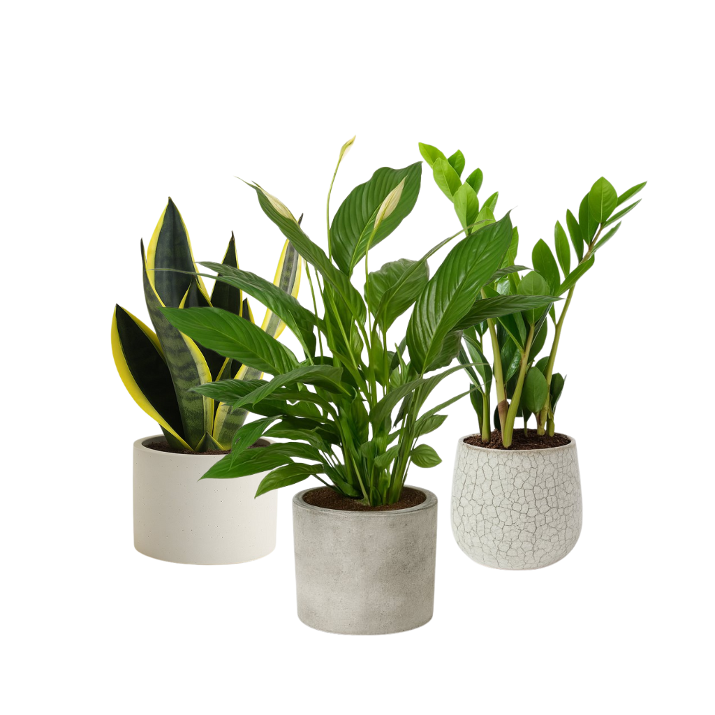 Pflanzen fürs Schlafzimmer mit wenig Licht (s)