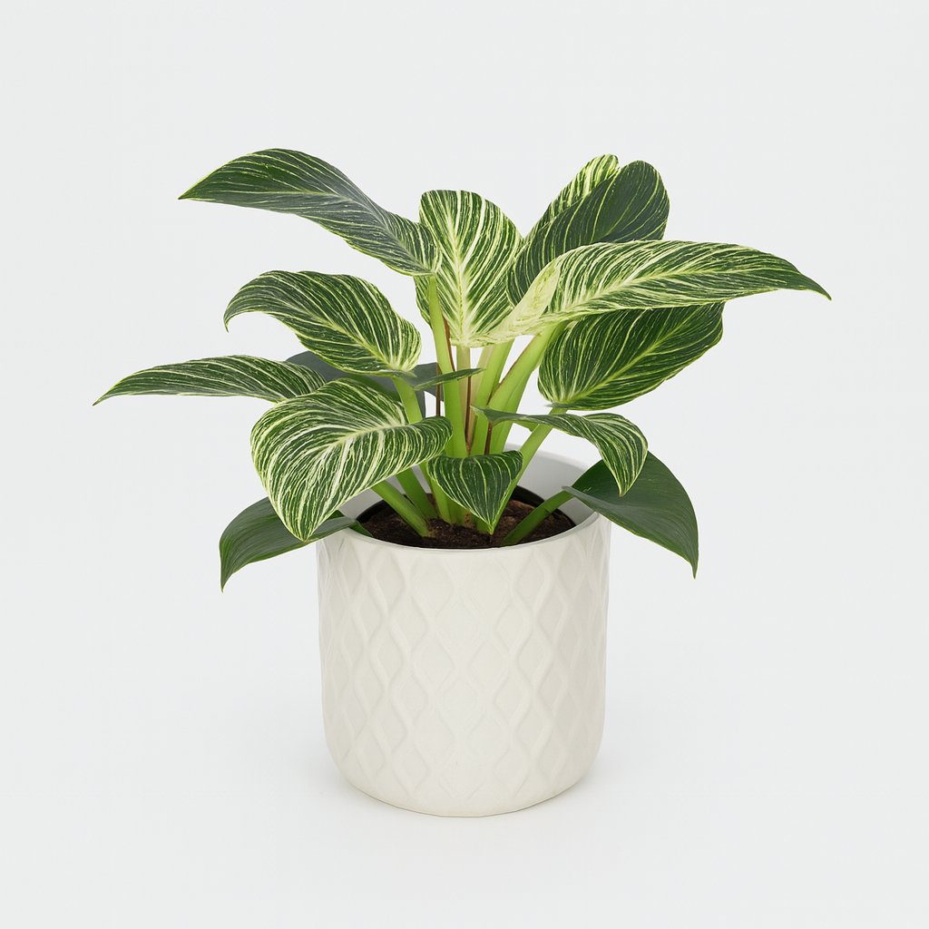 Philodendron Birkin - 25cm in einem modernen Studio mit modernem Topf