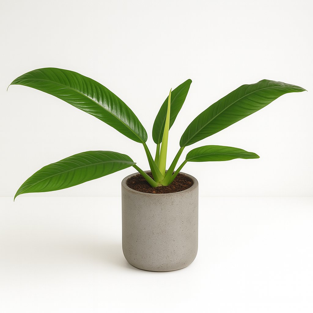 Philodendron Campiii - 40cm
