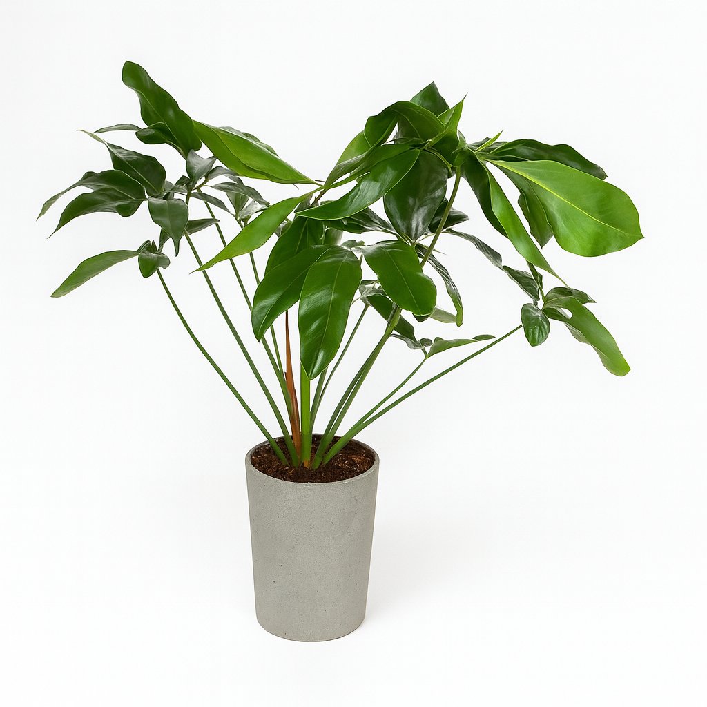 Philodendron Green Wonder - 100cm in einem modernen Studio mit modernem Topf