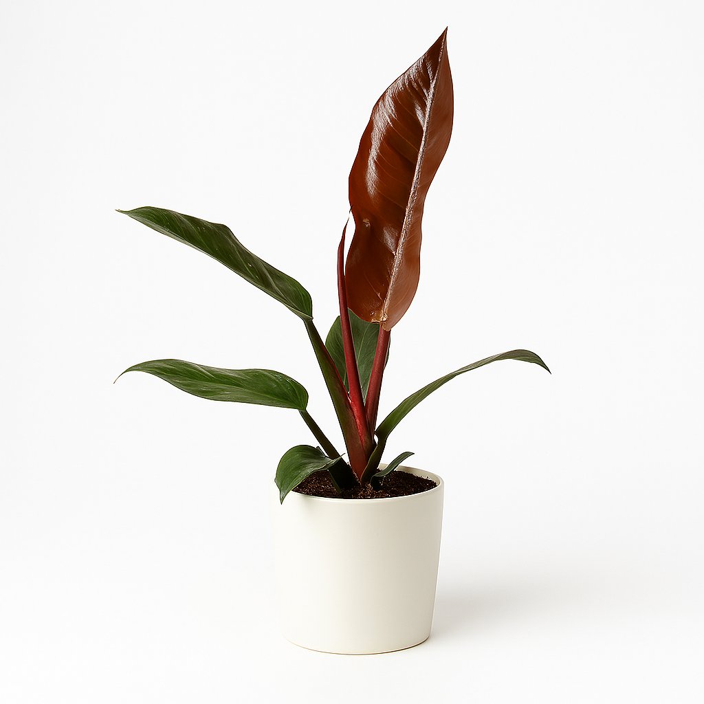 Philodendron Imperial Red Feel Green - 35cm in einem modernen Studio mit modernem Topf
