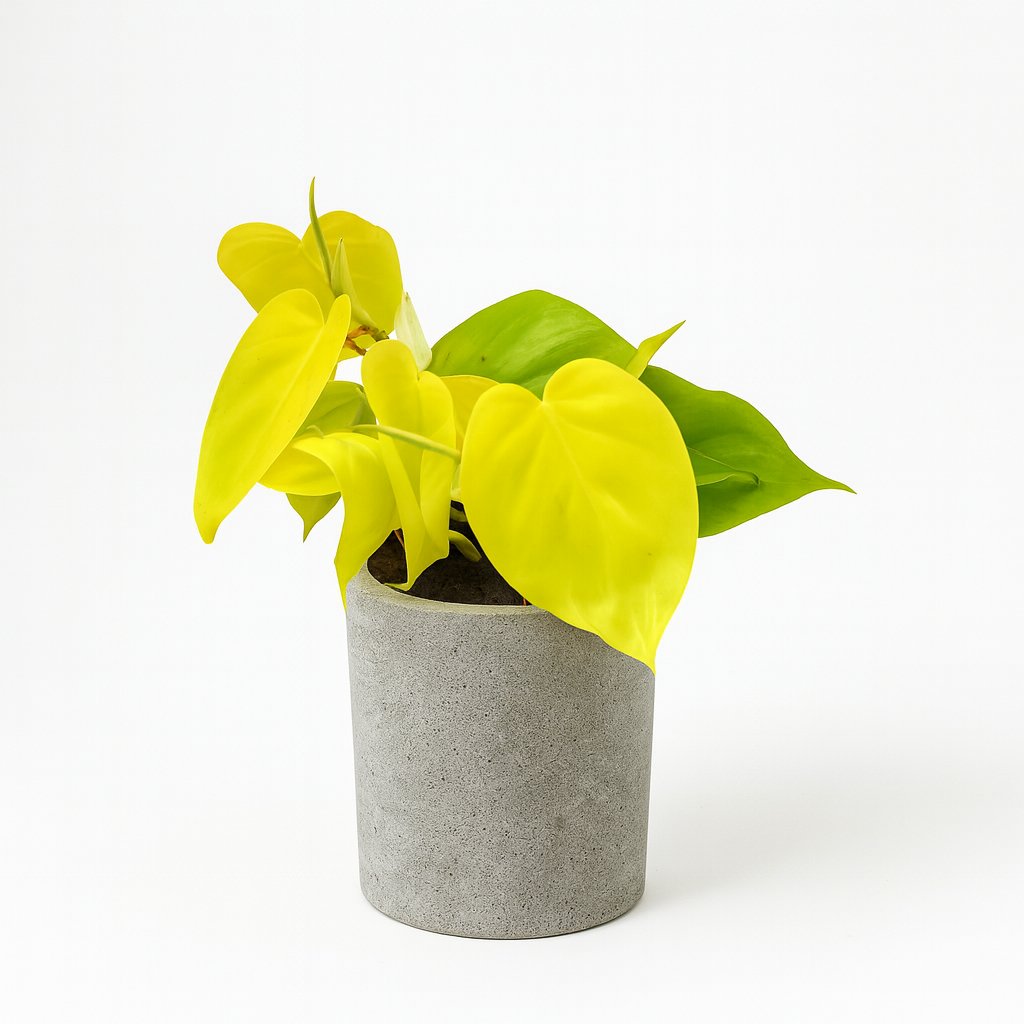 Philodendron Lime - 20cm in einem modernen Studio mit modernem Topf