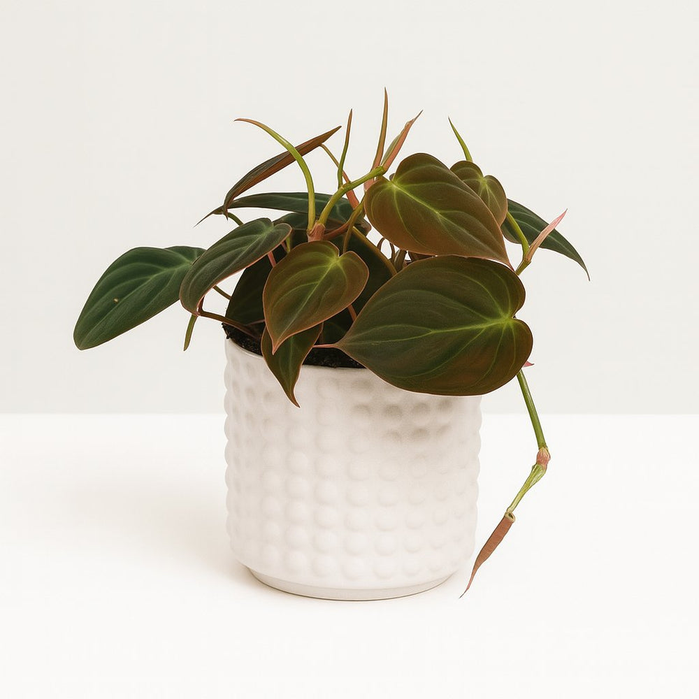 Philodendron Micans 15cm im 12cm Topf