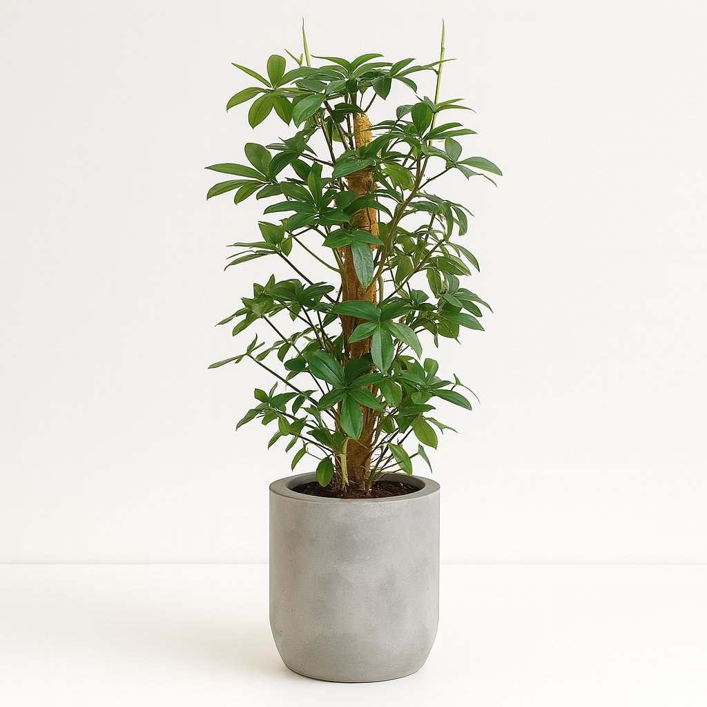 Philodendron Pedatum - 130cm in einem modernen Studio mit modernem Topf