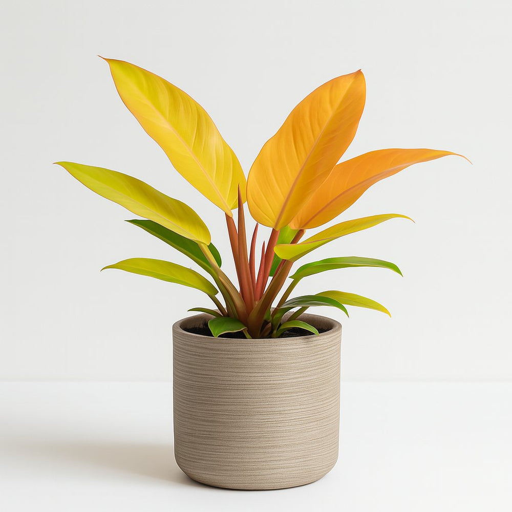 Philodendron Prince of Orange 35cm im 14cm Topf