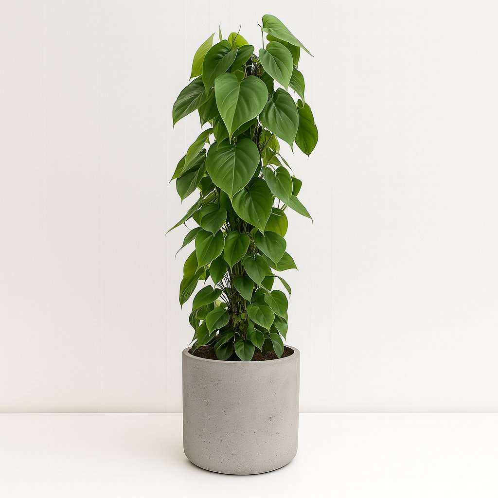 Philodendron Scandens - 120cm in einem modernen Studio mit modernem Topf