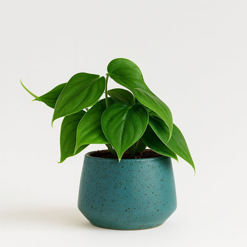 Philodendron Scandens Detail