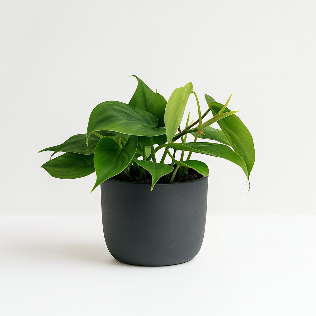 Philodendron Scandens - 20cm in einem modernen Studio mit modernem Topf