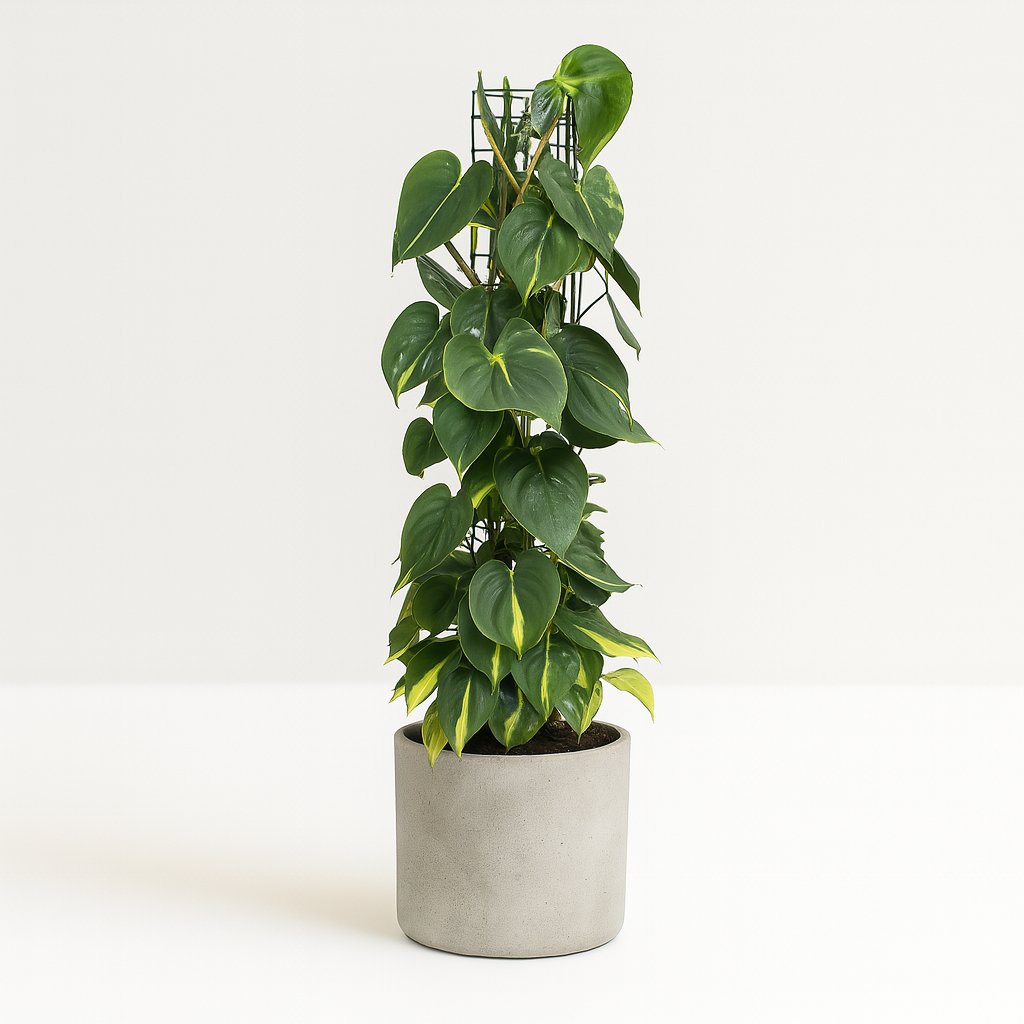 Philodendron Scandens Brasil - 120cm in einem modernen Studio mit modernem Topf