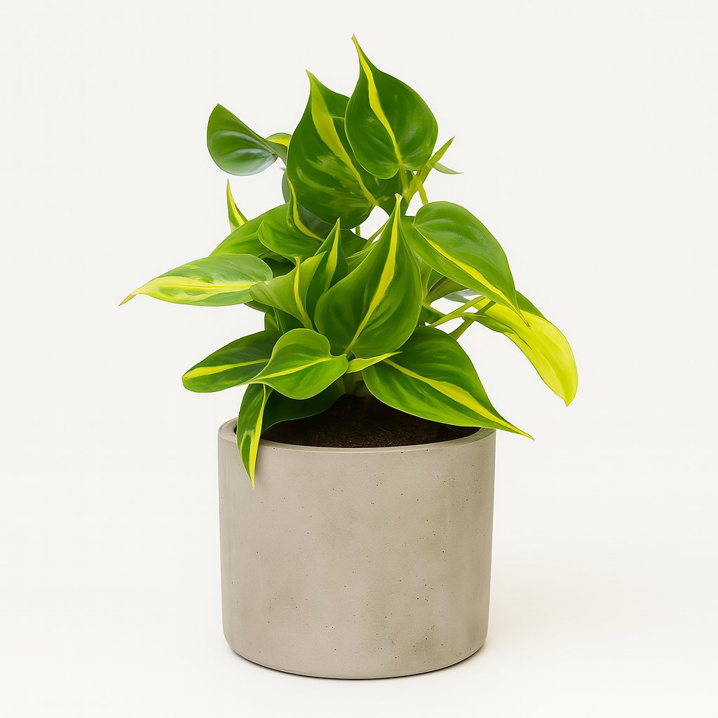 Philodendron Scandens Brasil - 15cm