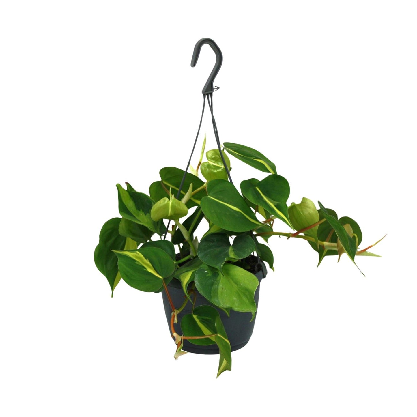 Philodendron Scandens Brasil - 35cm