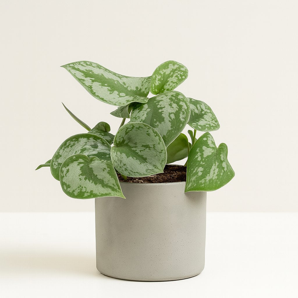 Philodendron Scandens Pictus Trebie - 22cm in einem modernen Studio mit modernem Topf