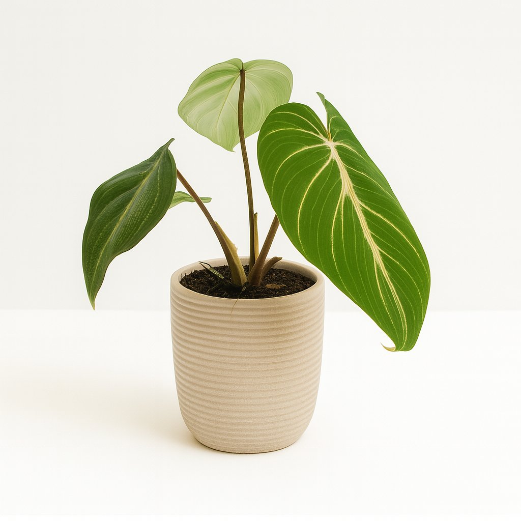 Philodendron Selloum Atom - 25cm in einem modernen Studio mit modernem Topf