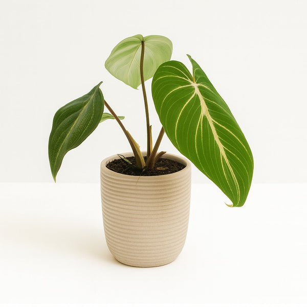 Philodendron Selloum Atom 25cm im 12cm Topf