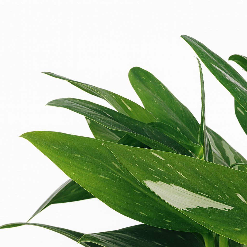 Philodendron Cobra - 50cm