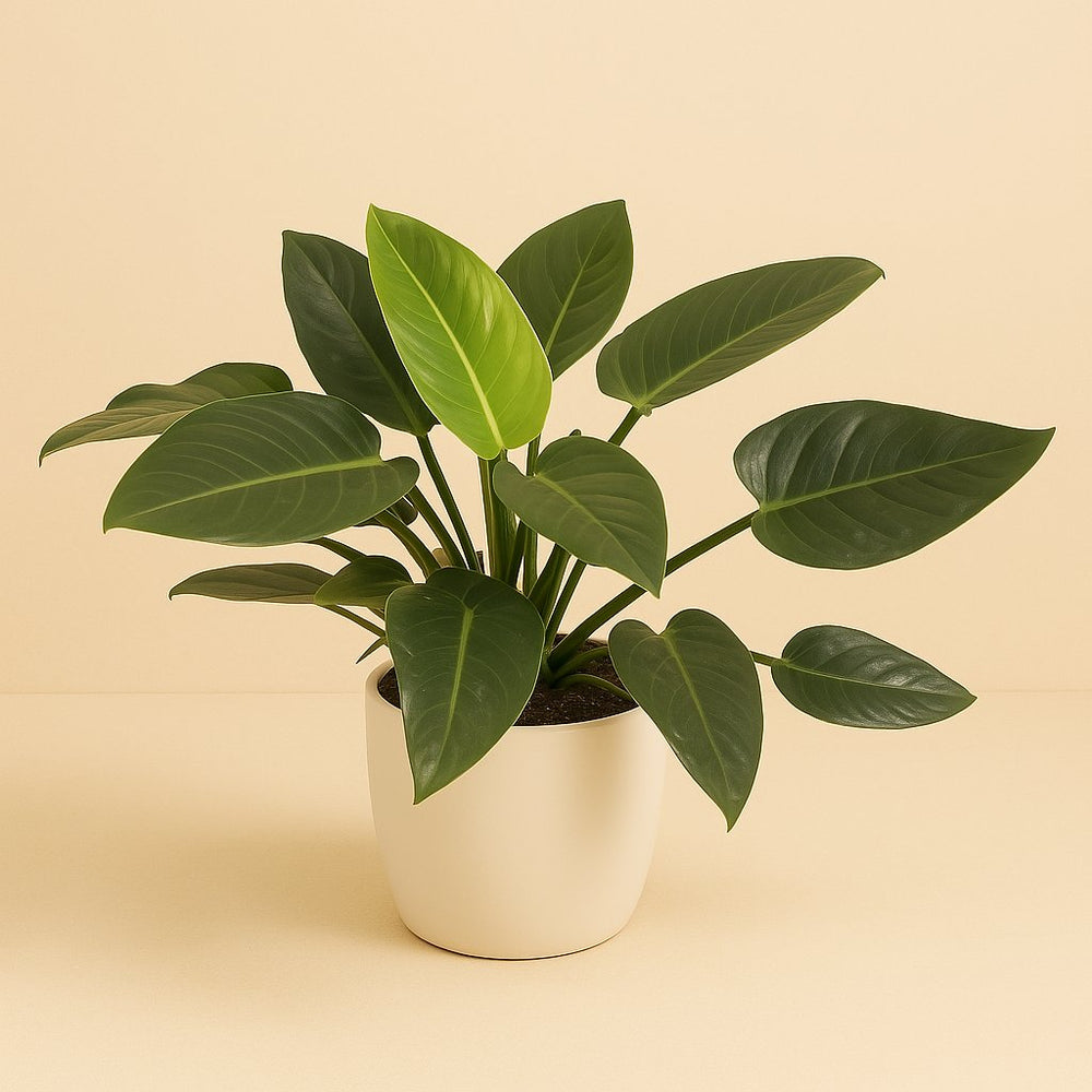 Philodendron Congo Green 90cm im 27cm Topf