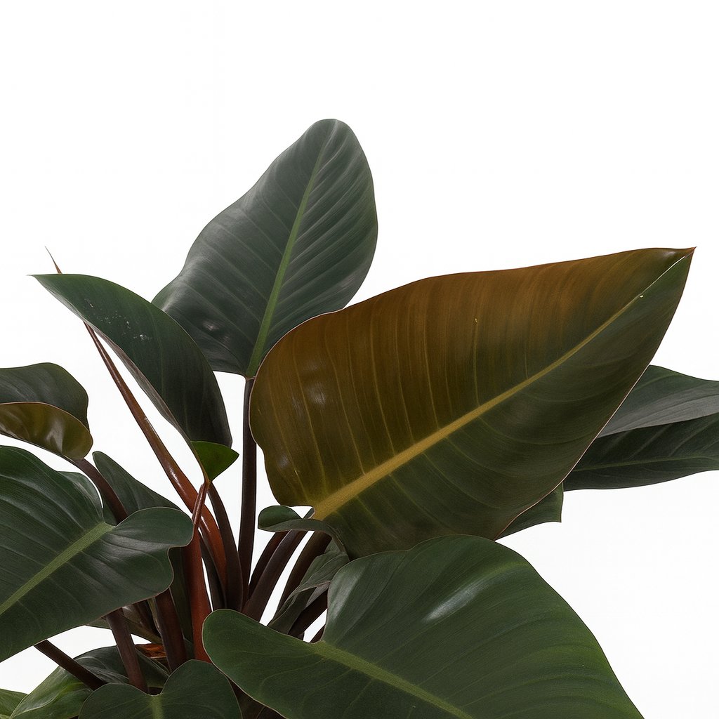 Philodendron Congo Red - 80cm