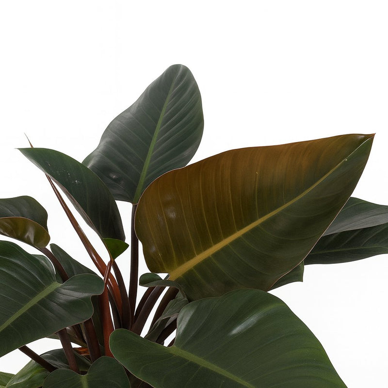 Philodendron Congo Red Detail