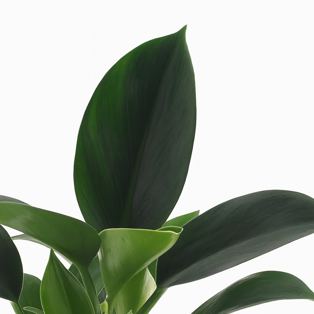 Philodendron Green Princess - 25cm