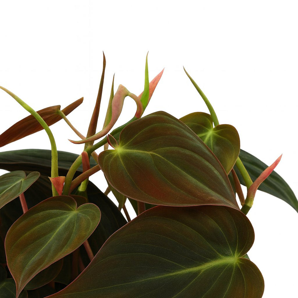 Philodendron Micans 15cm Nahaufnahme