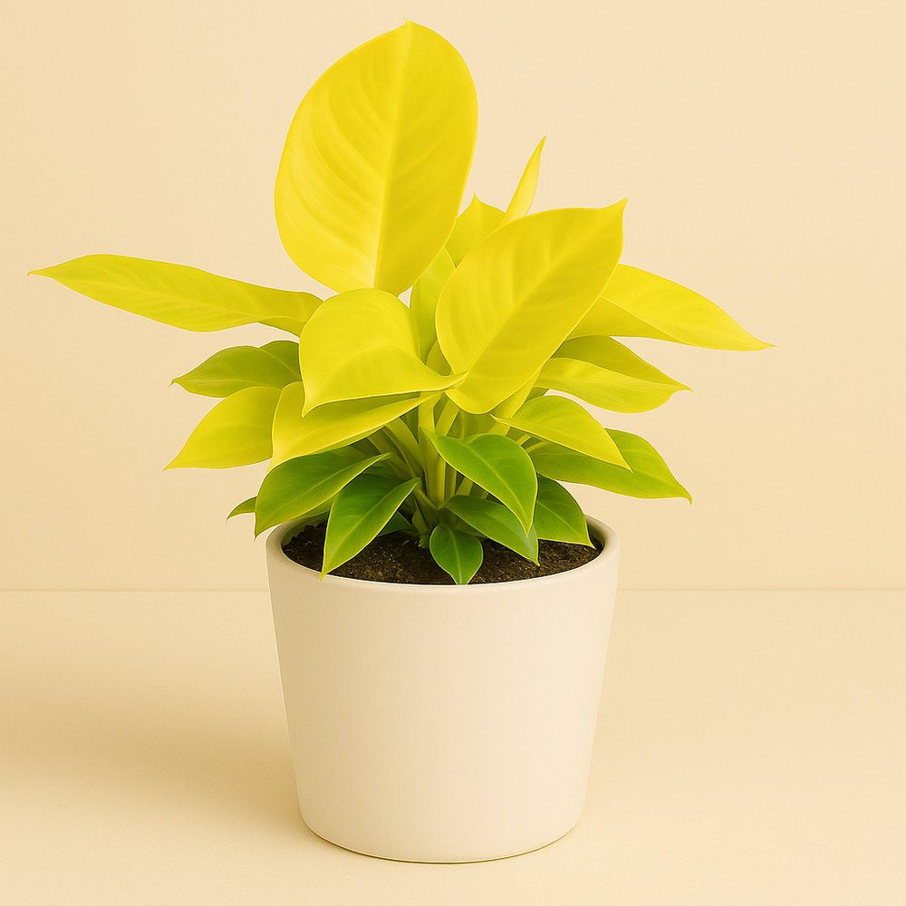 Philodendron Moonshine 30cm im 12cm Topf