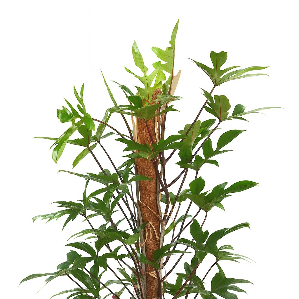 Philodendron Pedatum 120cm Nahaufnahme