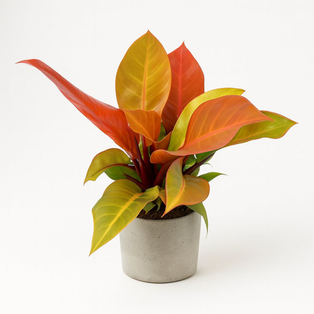 Philodendron Prince of Orange 60cm im 19cm Topf