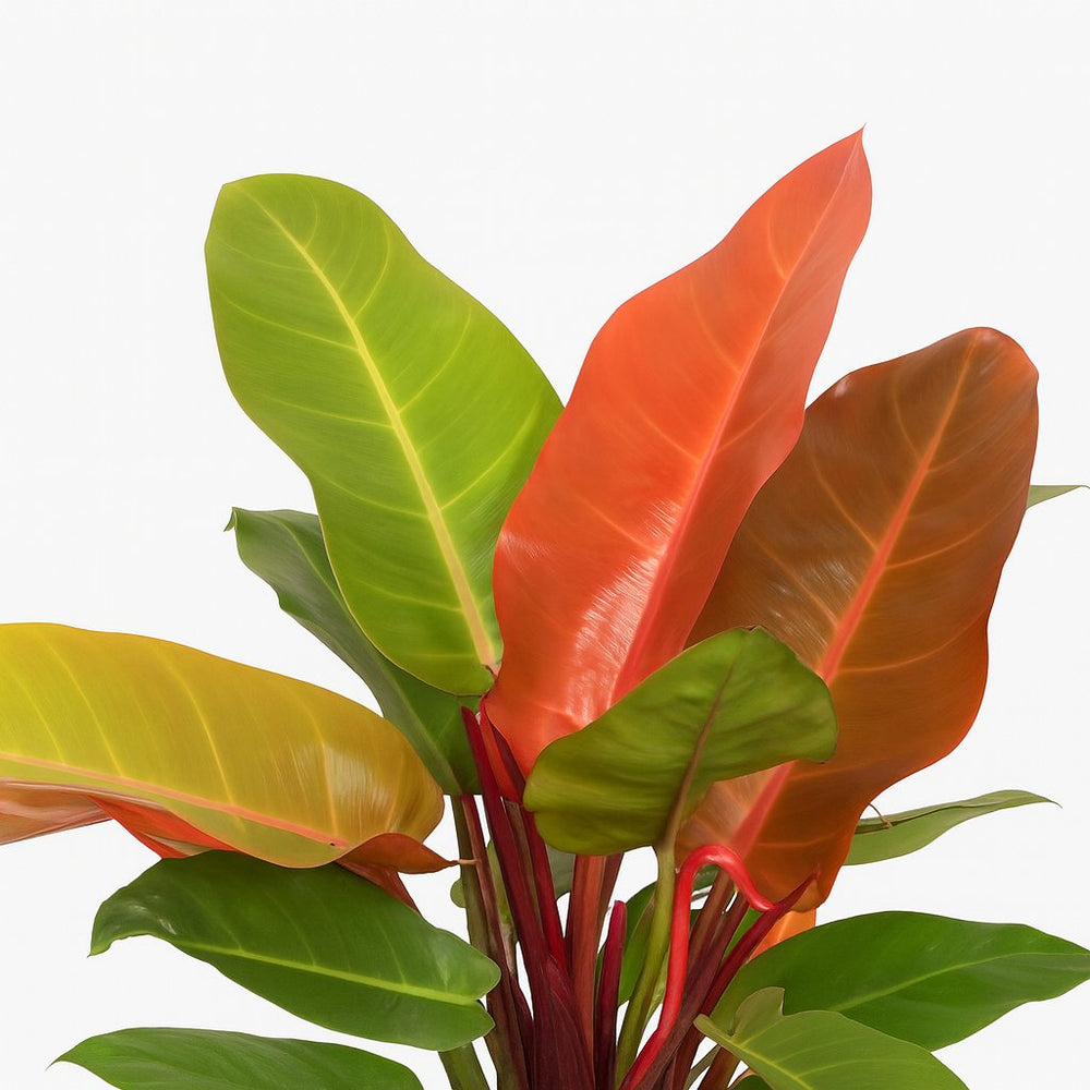 Philodendron Prince of Orange 45cm im 17cm Topf Nahaufnahme