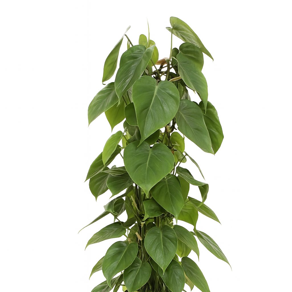 Philodendron Scandens - 120cm