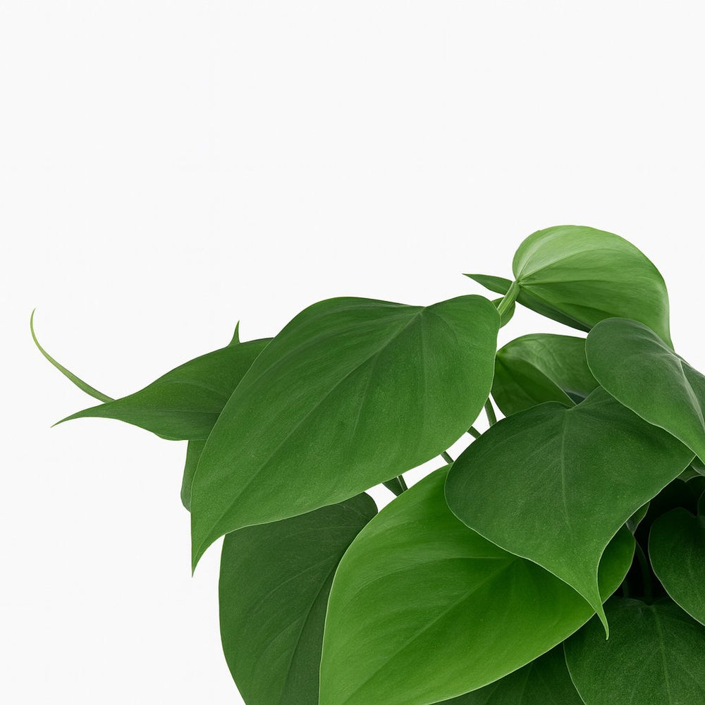 Philodendron Scandens 15cm im 12cm Topf Nahaufnahme
