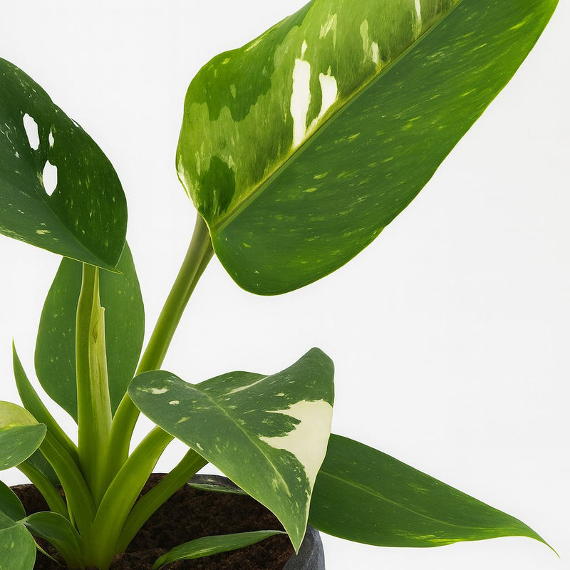 Philodendron White Princess Detail