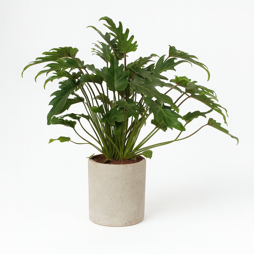 Philodendron Xanadu - 65cm in einem modernen Studio mit modernem Topf