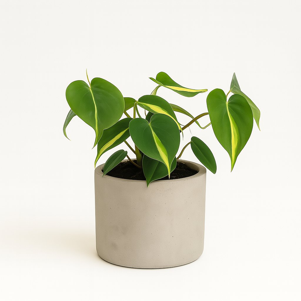 Philondendron Brasil Scandens - 20cm in einem modernen Studio mit modernem Topf