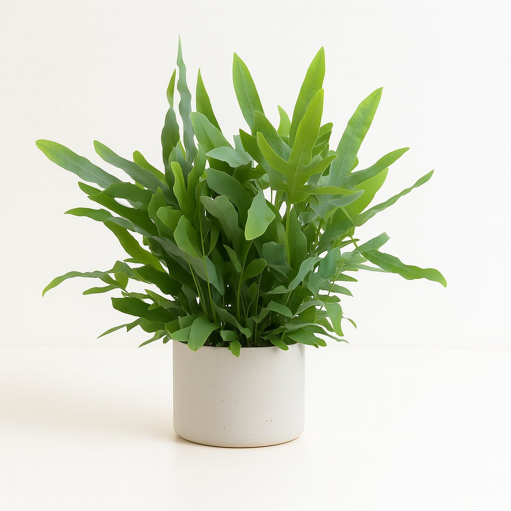 Phlebodium Blue Fern - 40cm
